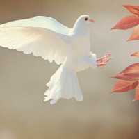Q/R Oiseaux Q/R Oiseaux