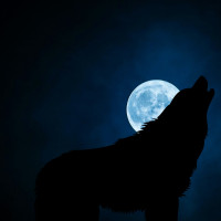 Q/R Aboiement durant la nuit Q/R Aboiement durant la nuit