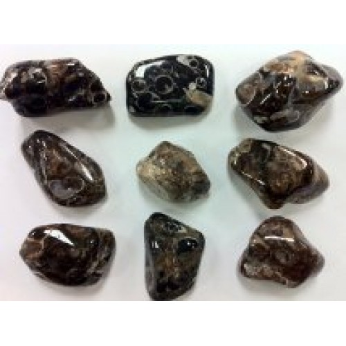 Pierre Agate Turitella Pierre Agate Turitella